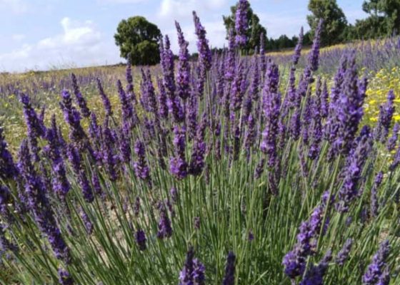 lavanda2